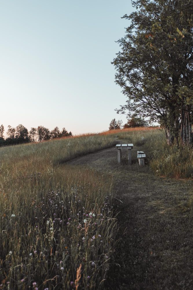bench in a field along a path